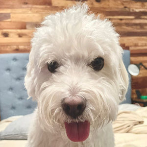 Meet your Posher, Abram jay